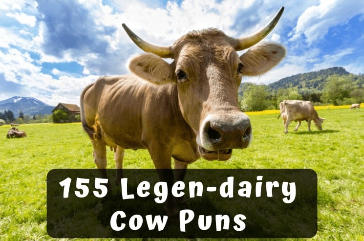 155 Best Cow Puns and Jokes that are simply legen-dairy!