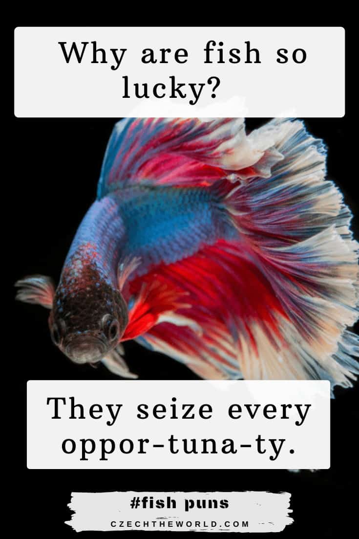 277 Best Fish Puns and Jokes that are Absolutely Fin-tastic!