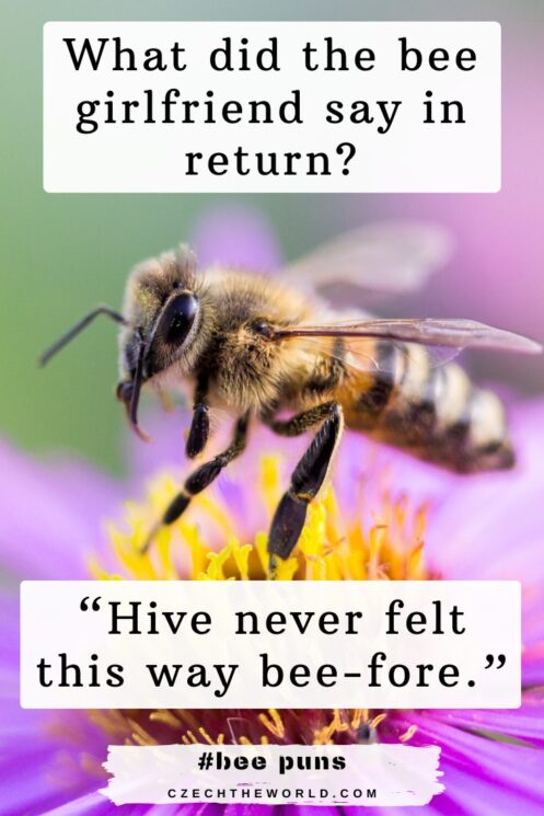 bee puns for kids