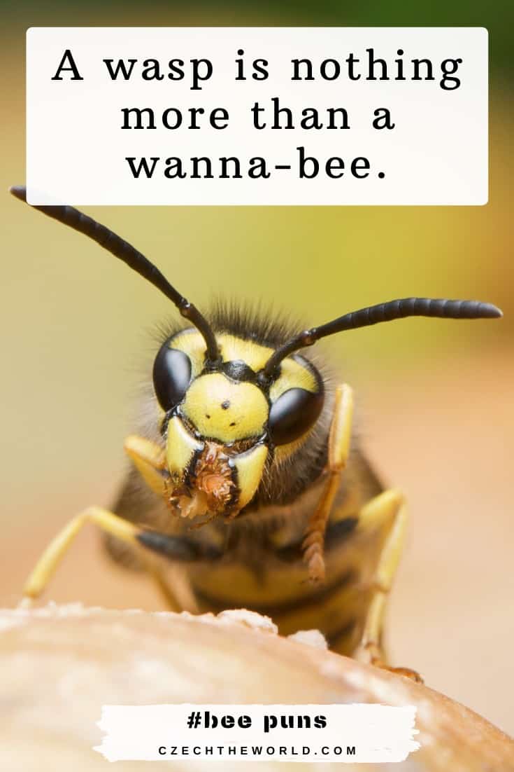 Best Bee Puns