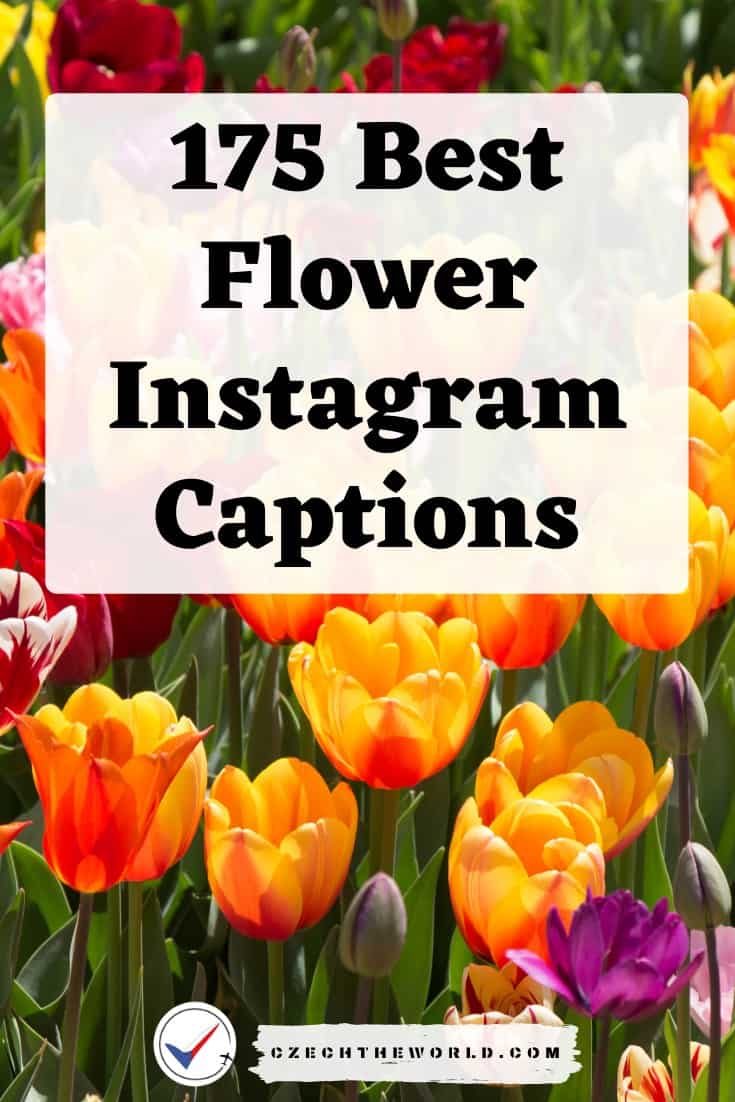 375 Best Instagram Captions for Flower Photos (to Copy)