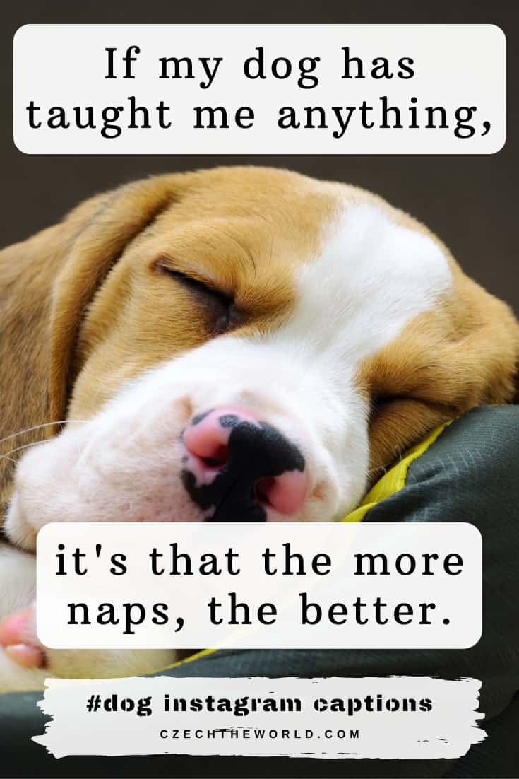 235 Best Dog Captions for Instagram to Copy - Paste (2023)