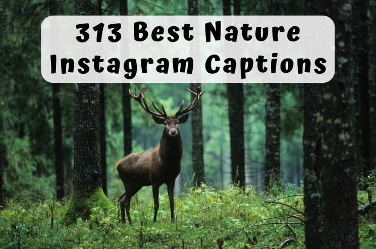 313 Best Nature Instagram Captions