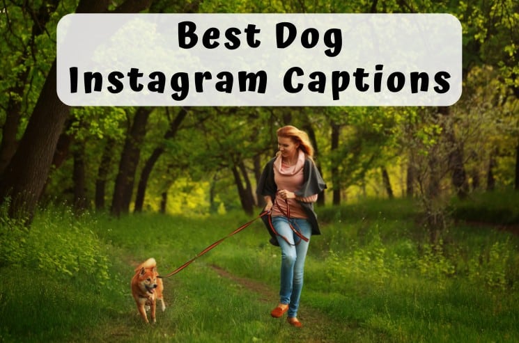 Dog Instagram Captions