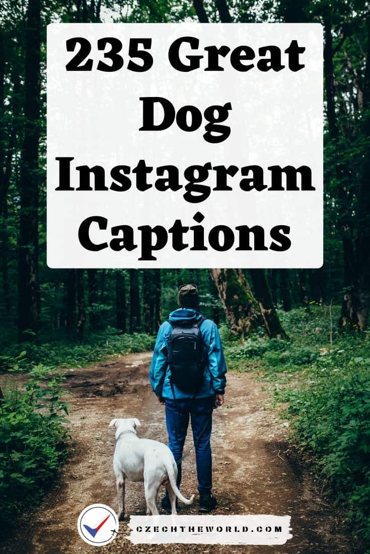 Dog Instagram Captions