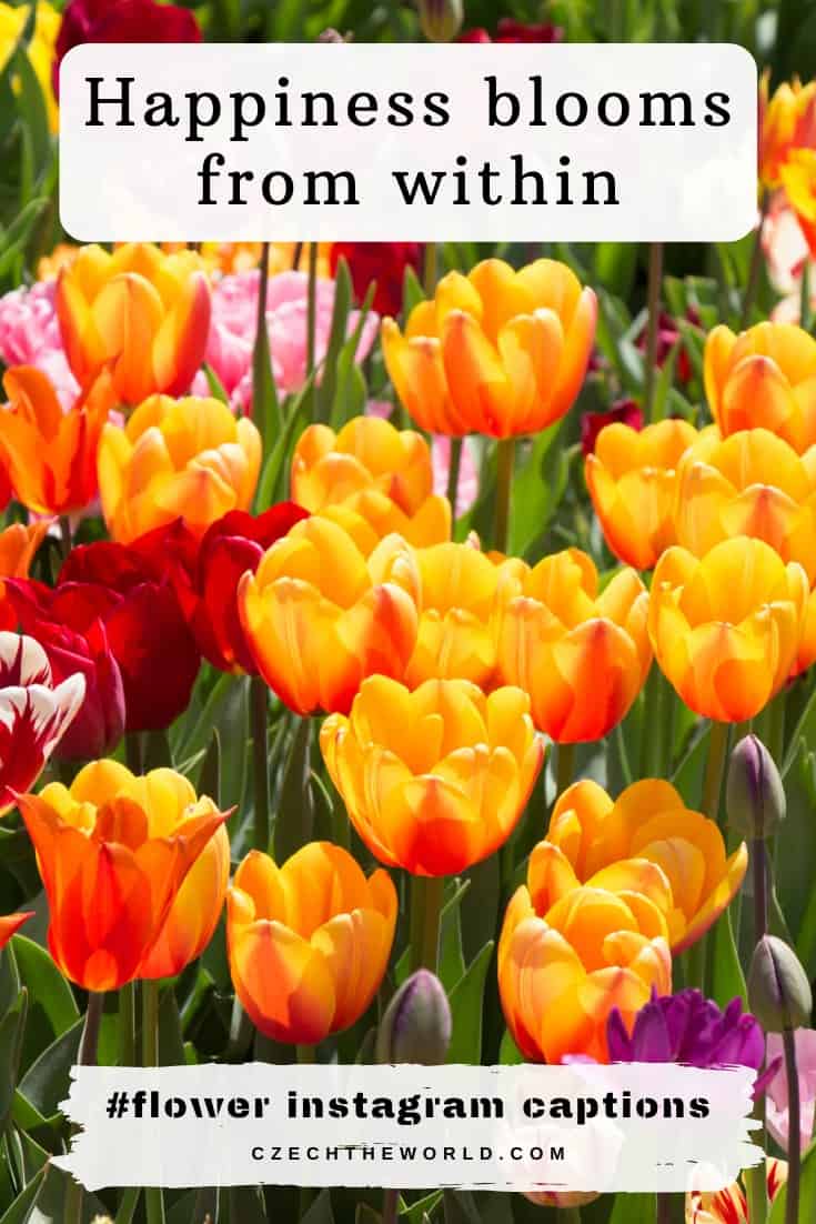 573 Best Instagram Captions For Flower Photos You Can Use 5674