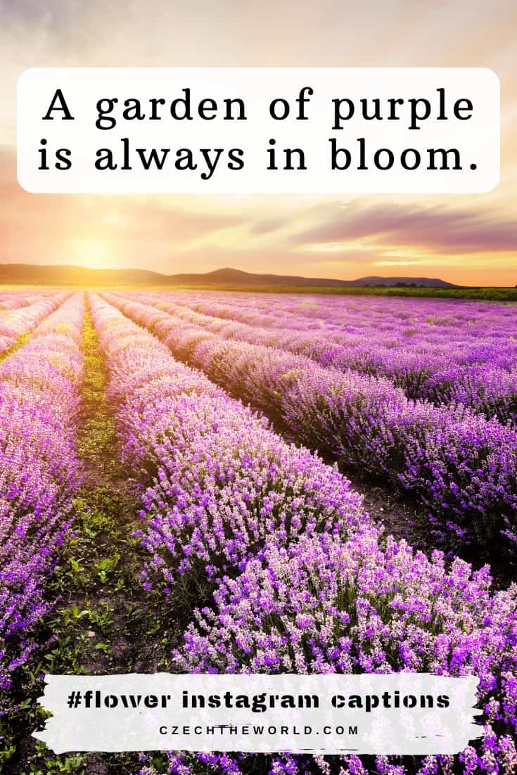 375 Best Instagram Captions For Flower Photos To Copy 2023 3789