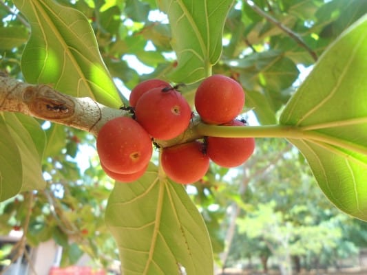 15 Fruits That Start With Letter I - The Alphabet Game