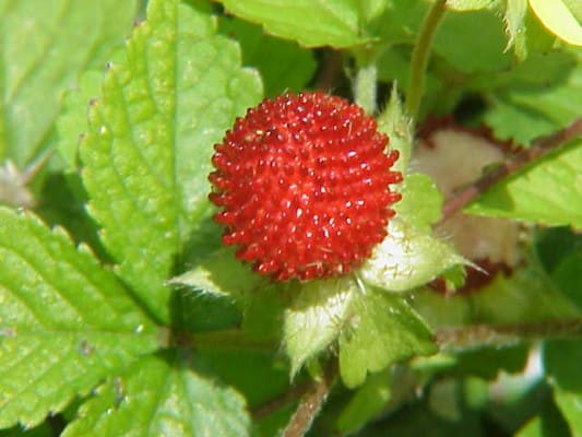 15 Fruits That Start With Letter I - The Alphabet Game