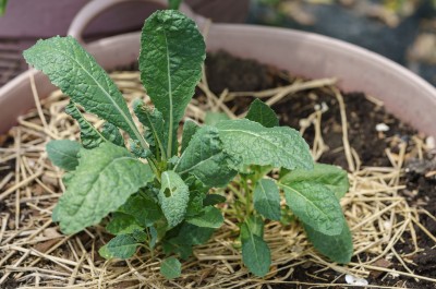 11 Vegetables That Start With Letter D - The Alphabet Game