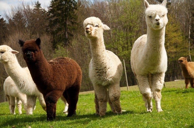 alpacas