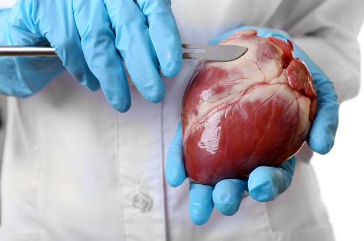 Lidské orgány: 19 nejdůležitějších orgánů lidského těla 2