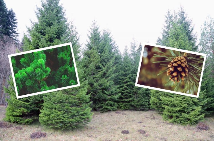 Jehličnaté stromy v České republice: 10 nejrozšířenějších 4