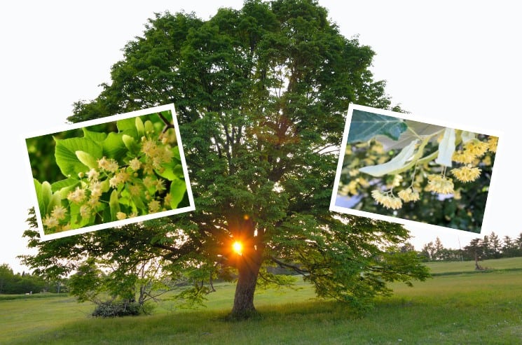 Listnaté stromy v České republice: 10 nejrozšířenějších 5