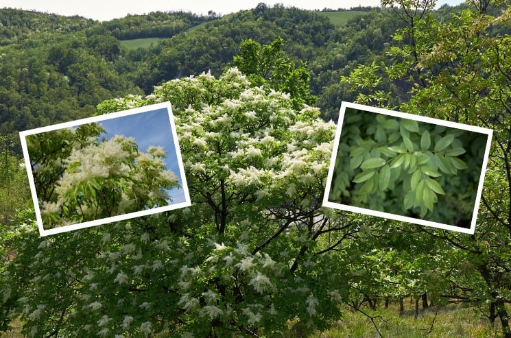 Listnaté stromy v České republice: 10 nejrozšířenějších 8