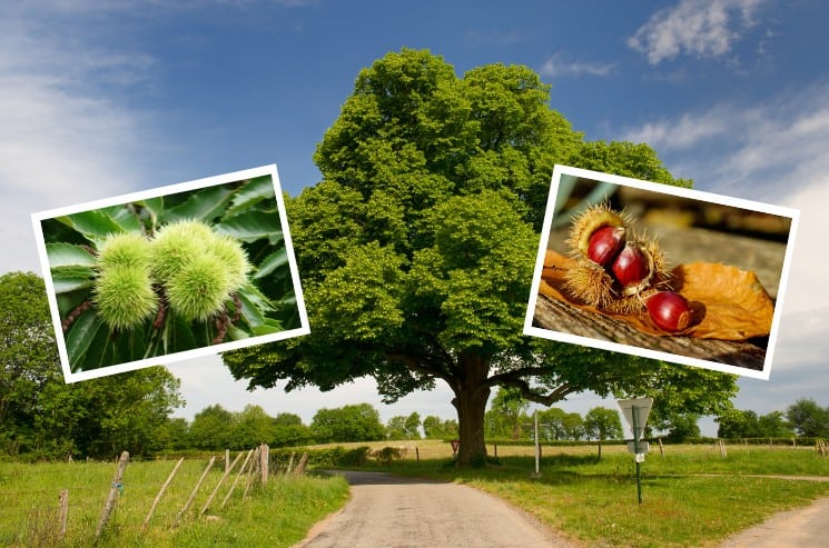 Listnaté stromy v České republice: 10 nejrozšířenějších 9