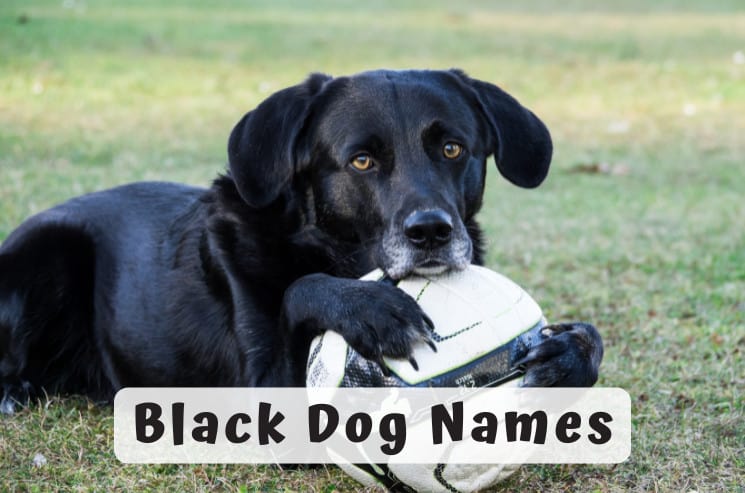 The Best Black Dog Names