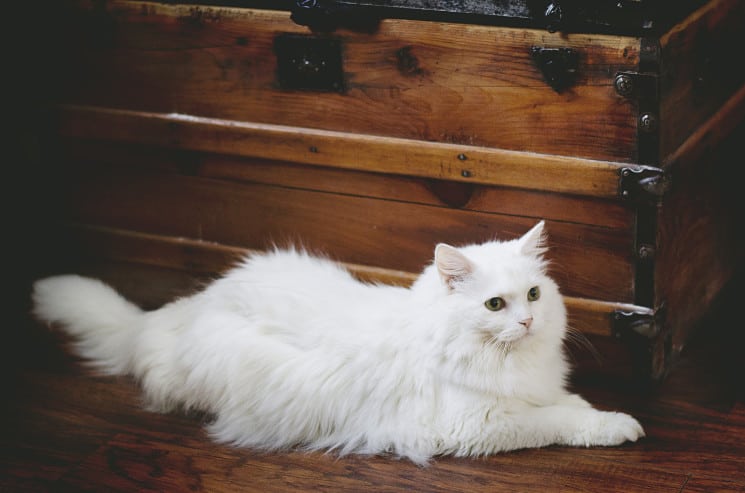 The Best White Cat Names
