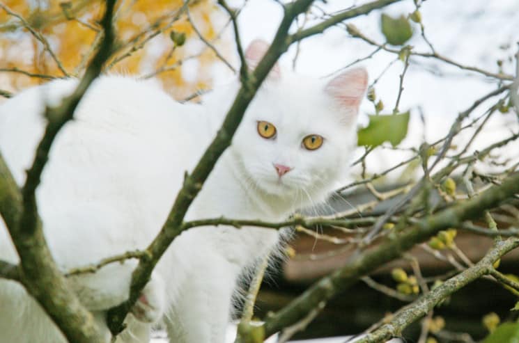 Cool Names for a White Cat