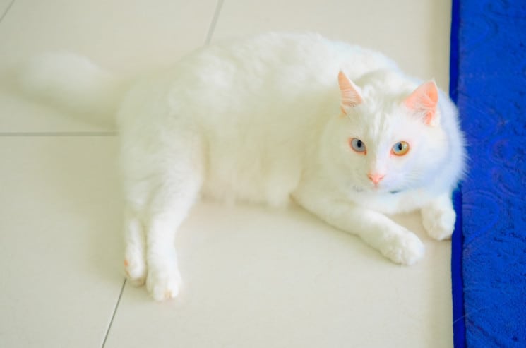 Modern/Trendy White Cat Names