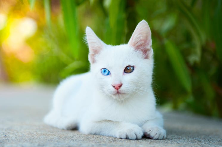 Clever Names for a White Cat