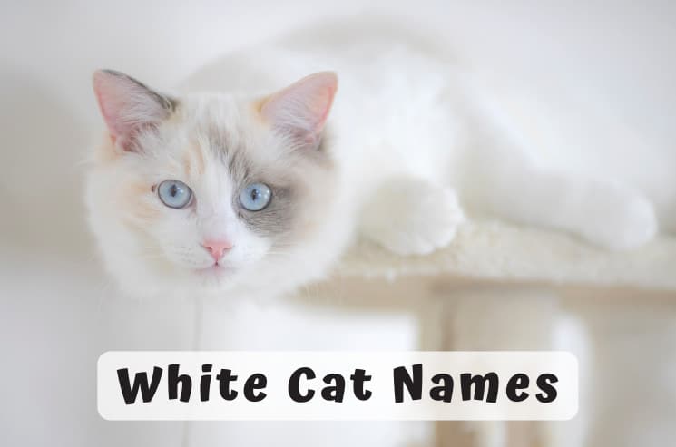White Cat Names