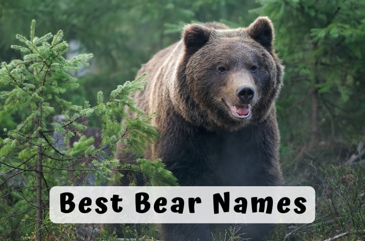 Best Bear Names