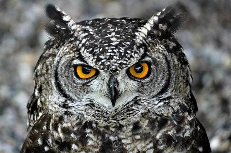 The Best Owl Names