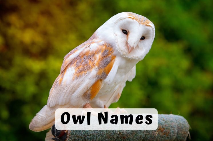 Owl Names