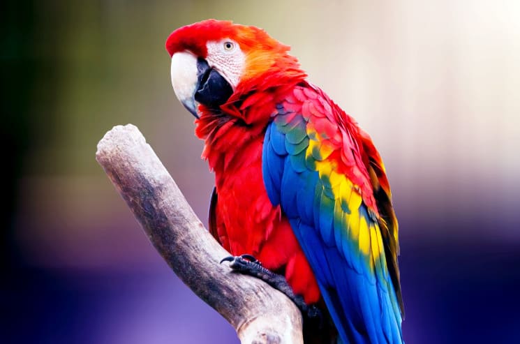 Unique Parrot Names