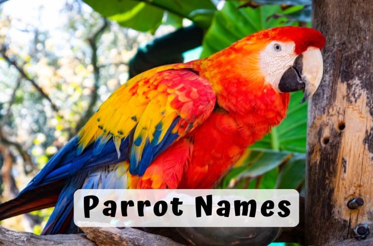 Parrot Names
