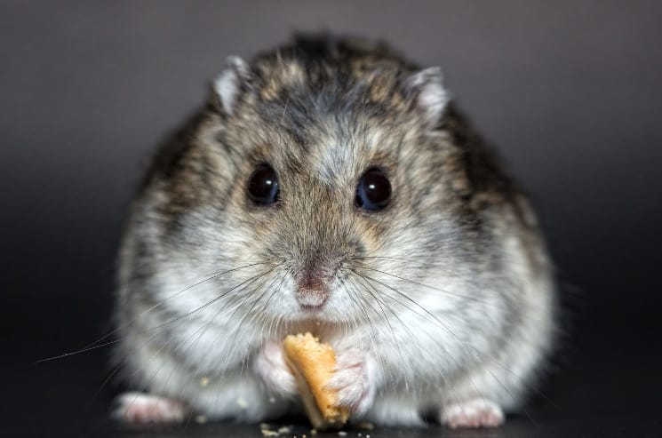 375 Best Hamster Names (That You Will Absolutely Love)