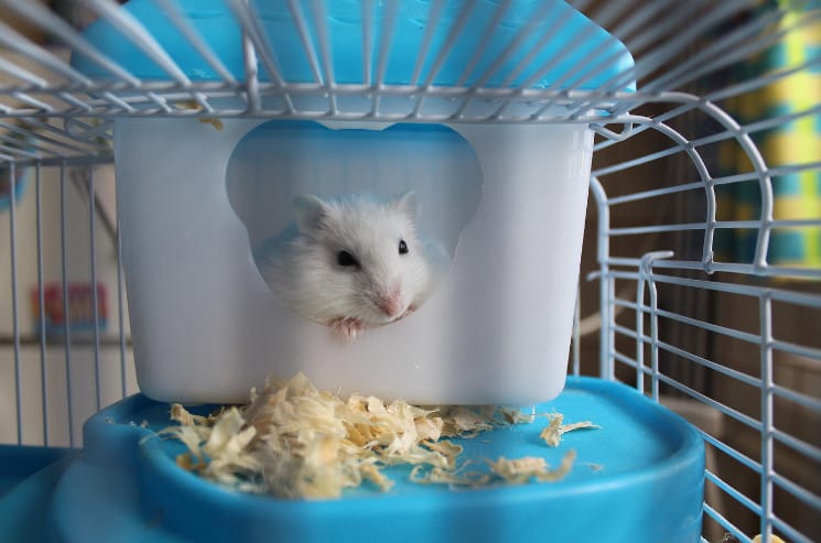 375 Best Hamster Names That You Will Absolutely Love