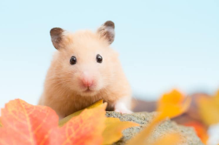 375 Best Hamster Names (That You Will Absolutely Love)