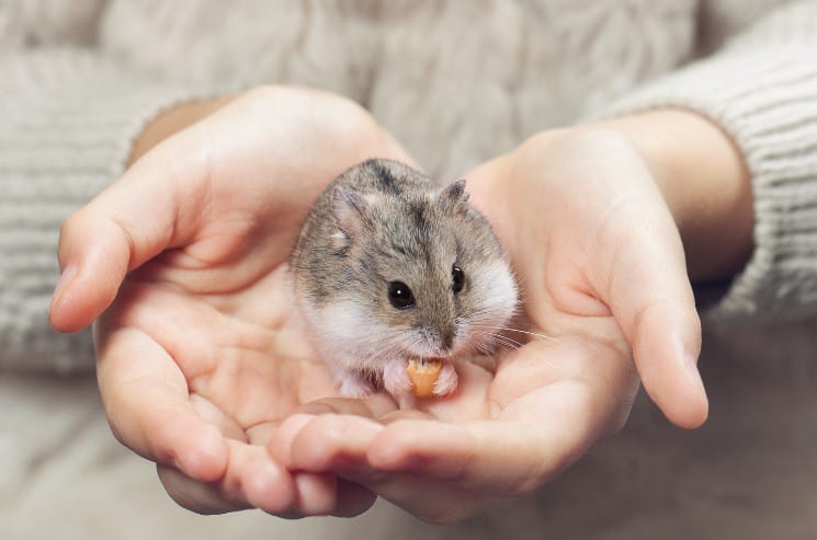 Weird Hamster Names