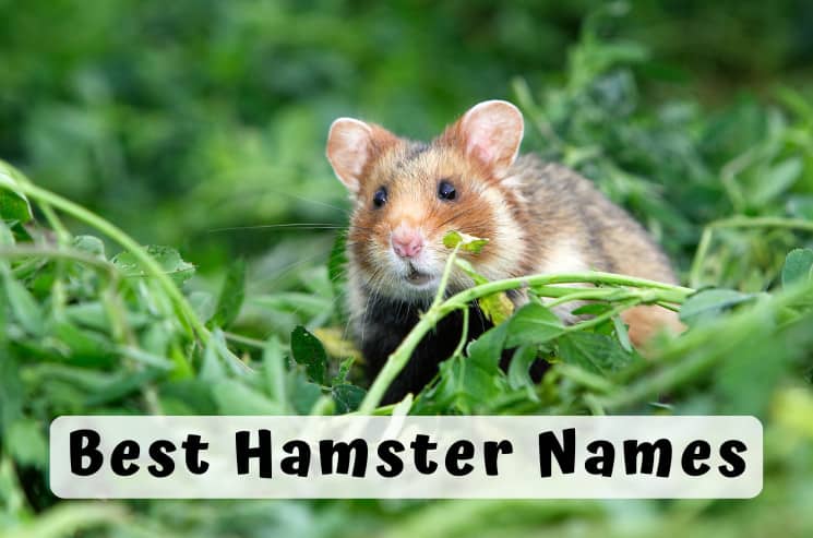 hamster names