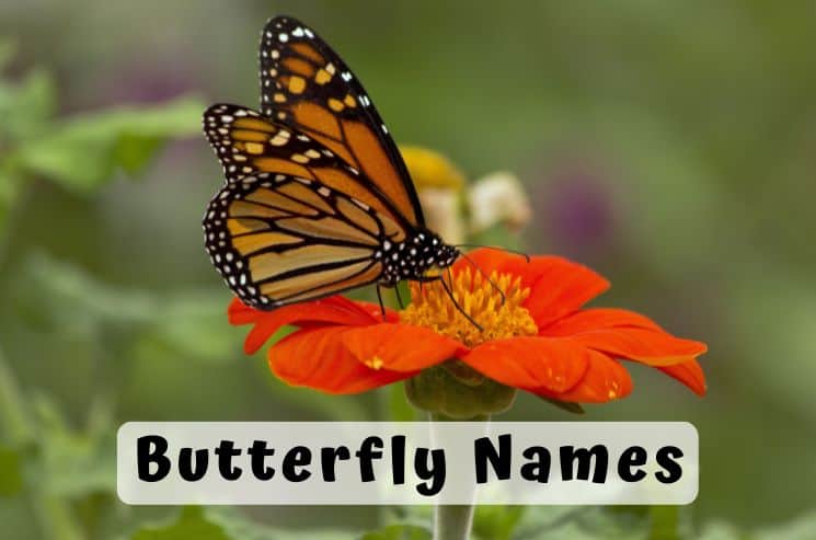 337 Best Butterfly Names (That You Will Absolutely Love)