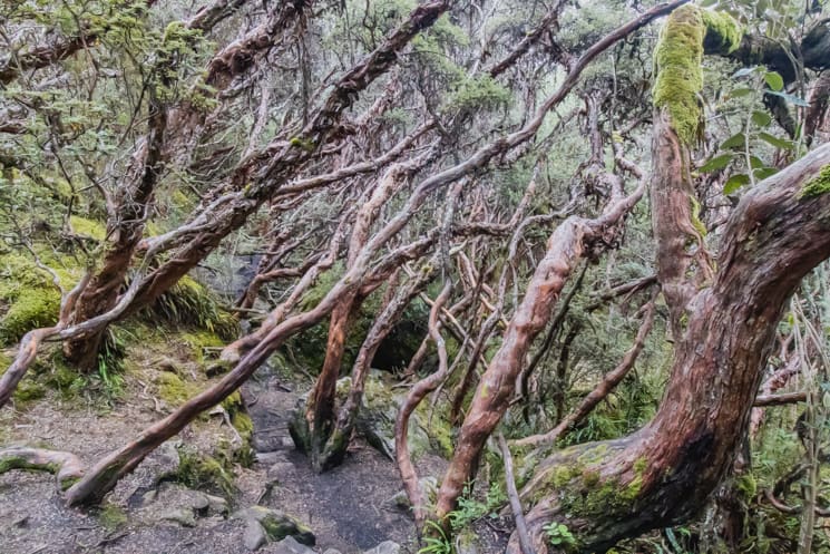 Hiking in Cajas National Park: Which Treks Are the Best? 15