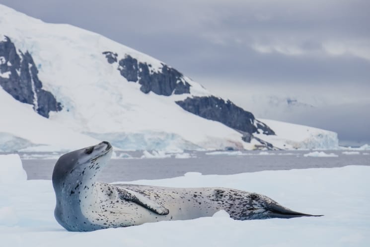 Antarktida – cestopis z dobrodružné plavby na sedmý kontinent 4