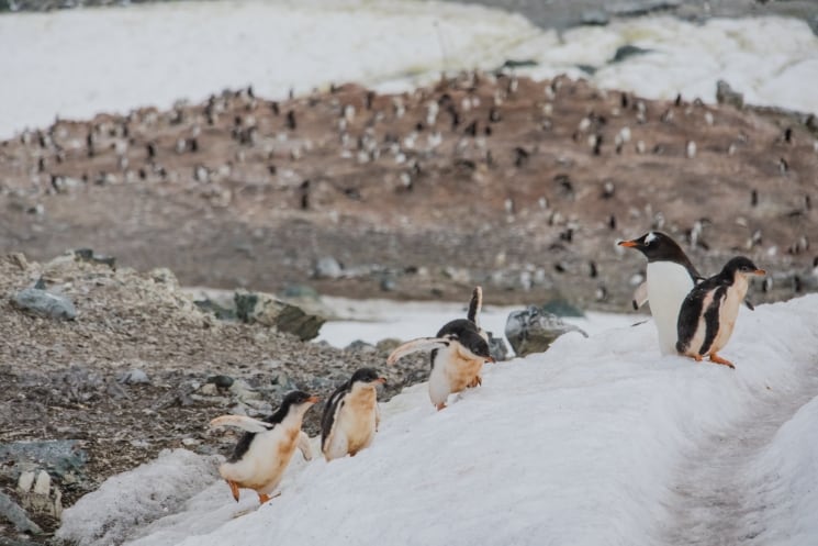 Antarktida – cestopis z dobrodružné plavby na sedmý kontinent 10