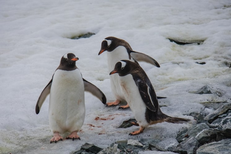 Antarktida – cestopis z dobrodružné plavby na sedmý kontinent 16
