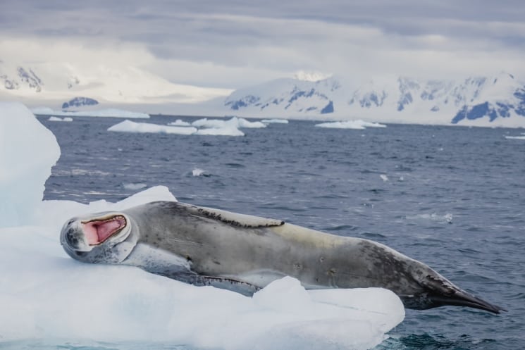 Plavba na Antarktidu od A do Z – vše, co potřebujete vědět 5