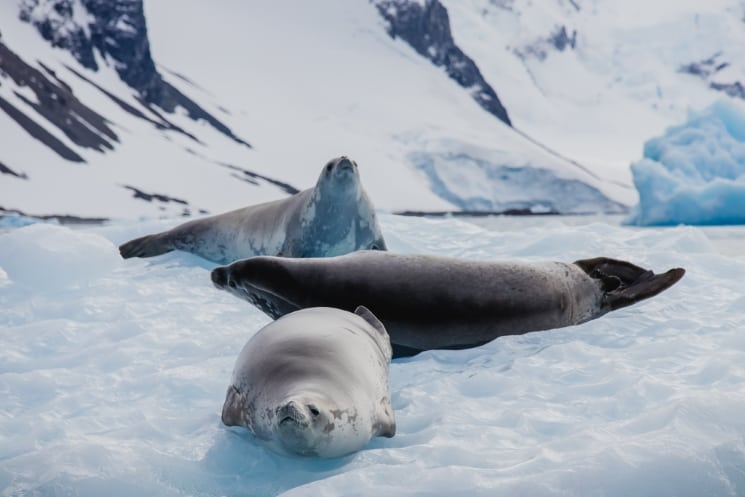 Plavba na Antarktidu od A do Z – vše, co potřebujete vědět 18