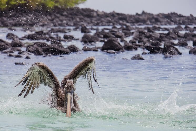 Galapagos from A to Z: Ultimate Guide to Wildlife Wonderland