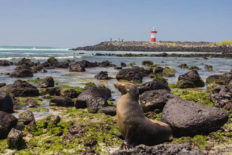 Galapagos from A to Z: Ultimate Guide to Wildlife Wonderland 6