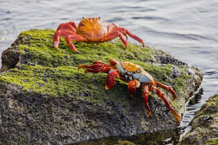 Galapagos from A to Z: Ultimate Guide to Wildlife Wonderland