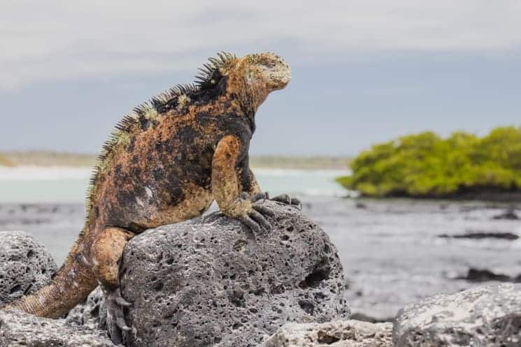 Galapagos from A to Z: Ultimate Guide to Wildlife Wonderland