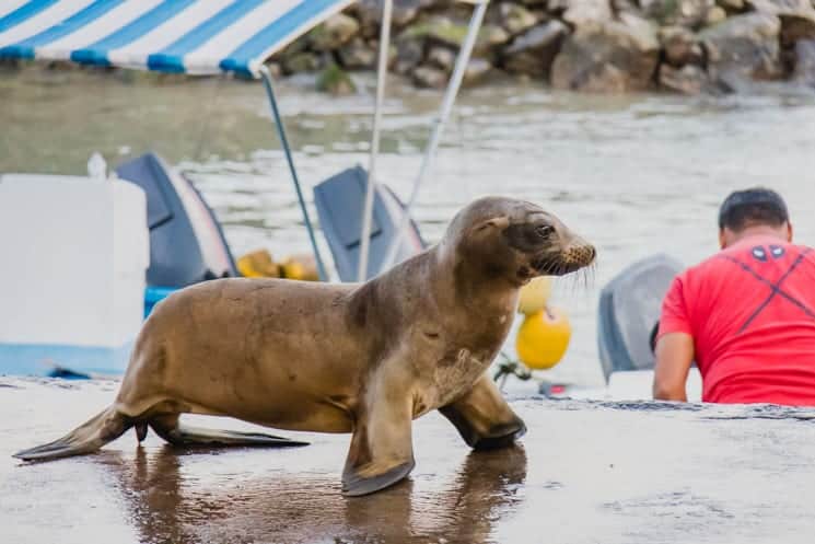 Galapagos from A to Z: Ultimate Guide to Wildlife Wonderland