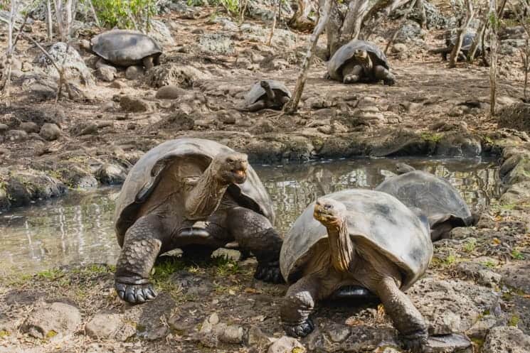 Galapagos from A to Z: Ultimate Guide to Wildlife Wonderland