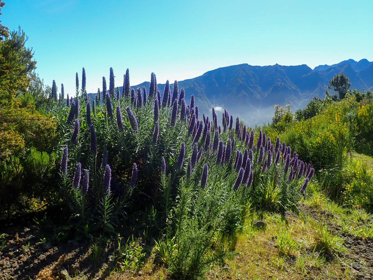 Madeira od A do Z: průvodce, praktické tipy, mapa (2025)